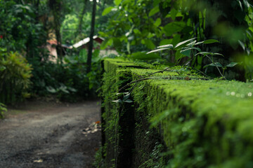 Moss covered stone wall stock image