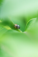 A tiny jumping spider found on a milkweed plant in its natural habitat. Canadian wildlife captured with a macro lens during the summer season.