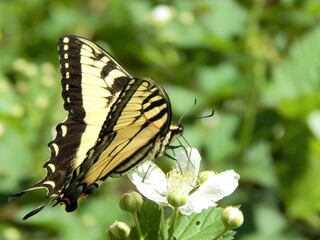 Eastern Tiger Swallowtail Butterfly