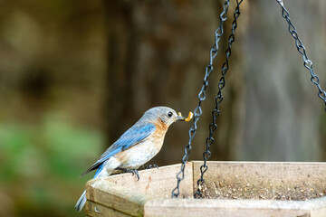 Female Eastern Bluebird Eating a Mealworm.