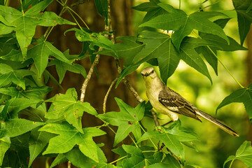 Northern Mockingbird Perched in a Tree