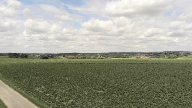 Rural meadows groaning under the drought, Overijse, Belgium.Lift up aerial with trees and country road in background.