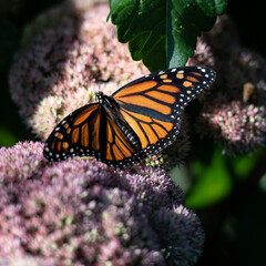 Monarch on sedium
