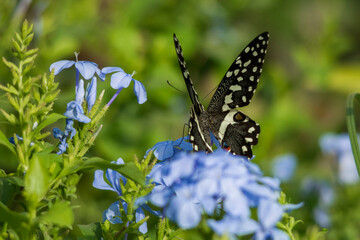 Common lime butterfly