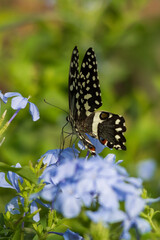 Common lime butterfly