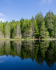 Obraz premium beautiful small White lake surraunded by tall forest in british columbia Canada.