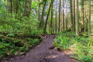 Footpath hiking trail in summer forest park british columbia canada.