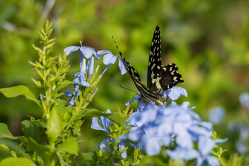 Common lime butterfly