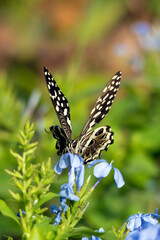 Common lime butterfly