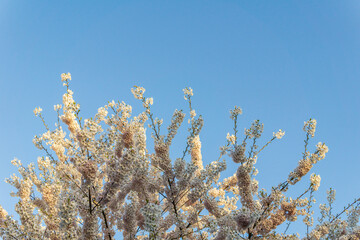 Cherry blossoms teree in full bloom spring time with blue sky.
