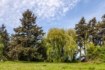 Fototapeta na wymiar green trees in the meadow or lawn in the park with blue sky.
