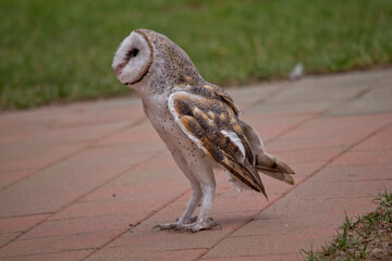 this is a side view of a barn owl