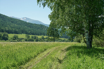 Summer day in the mountains. Green grass and trees, blue sky. Country road. Rest and travel.