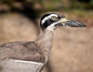 the beach stone curlew is a brown and white bird
