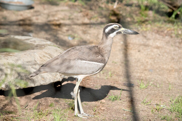the beach stone curlew is a brown and white bird