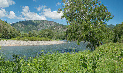 View of a mountain river. Summer greens, daylight.
