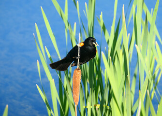 redwing blackbird male with bugs