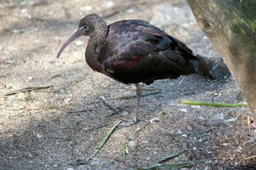 the glossy ibis is standing on one leg