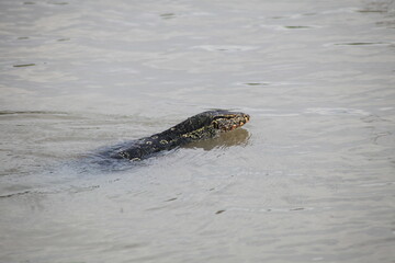 alligator in the water