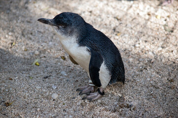 the fairy penguin is standing on the gravel