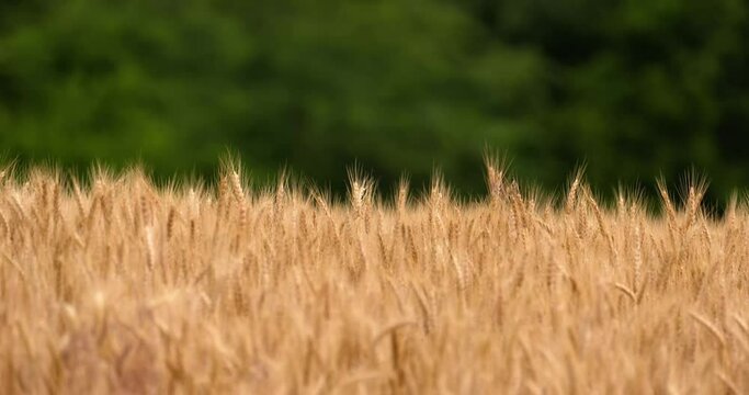 wheat stalks gently wave in front of a tree row