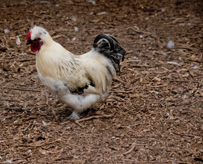 this is a side view of a rooster scratching for food