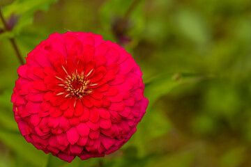 Closeup of red chrysanthemum