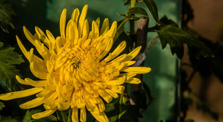 Closeup of yellow football mum