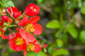 Camellia japonica aka Korean fire