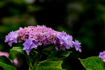 我が家のアジサイ