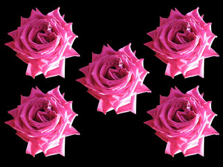 Group Of Beautiful pink roses blooming in black background