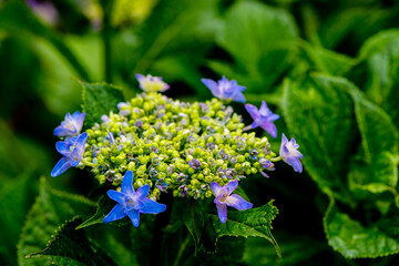 我が家のアジサイ