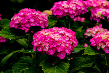 我が家のアジサイ