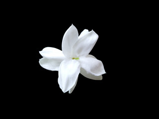 Fototapeta na wymiar Petals Of Beautiful White Flower Jasmine Or Beli In Black Background