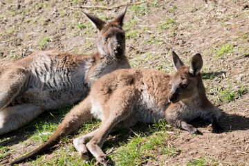 Naklejka na ściany i meble the mother and joey western grey kangaroos are resting