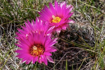 Cactus Flowers