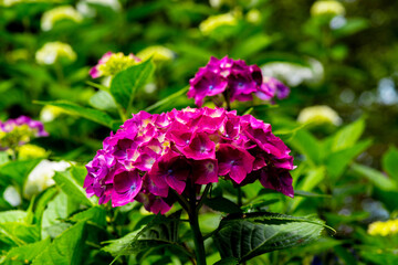 長崎鼻の紫陽花