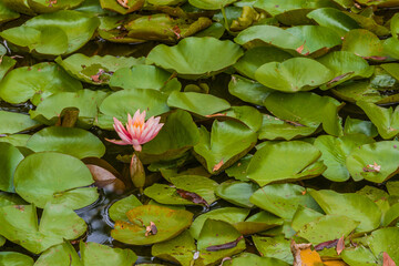 Lily pad with beautiful single pink lily