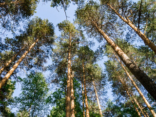 Fototapeta premium Pine forest. Plant, morning.