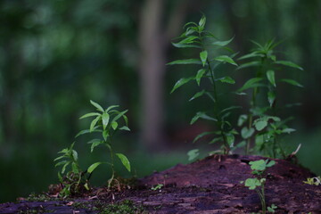 leaves on top of tree