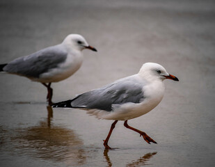 Pair of Seagulls Marching on the Sand