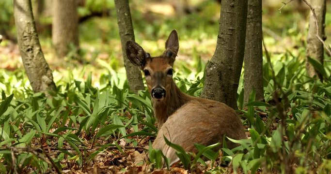 Young White -tailed deer lying in a wild garlic