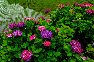 枝川内の紫陽花