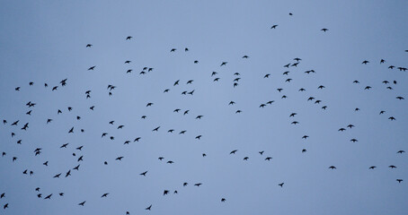 Bandada de pájaros en el cielo.