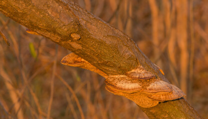 Brown shelf mushrooms on tree branch