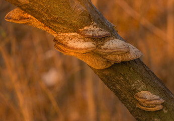 Brown shelf mushrooms on tree branch