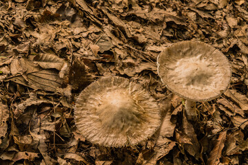 Closeup of two white mushroom