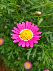 Obraz premium colorful of fresh flower in the garden