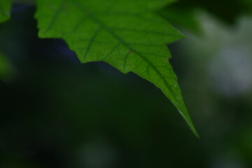 Leaves after the rain