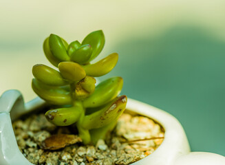 Closeup of green succulent cactus